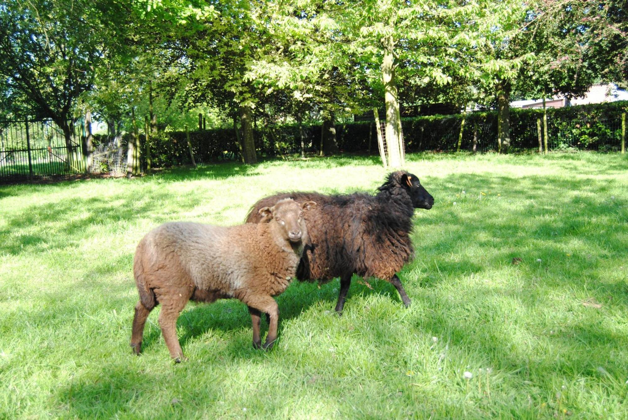 B&B Het Loonderhof Looz Extérieur photo